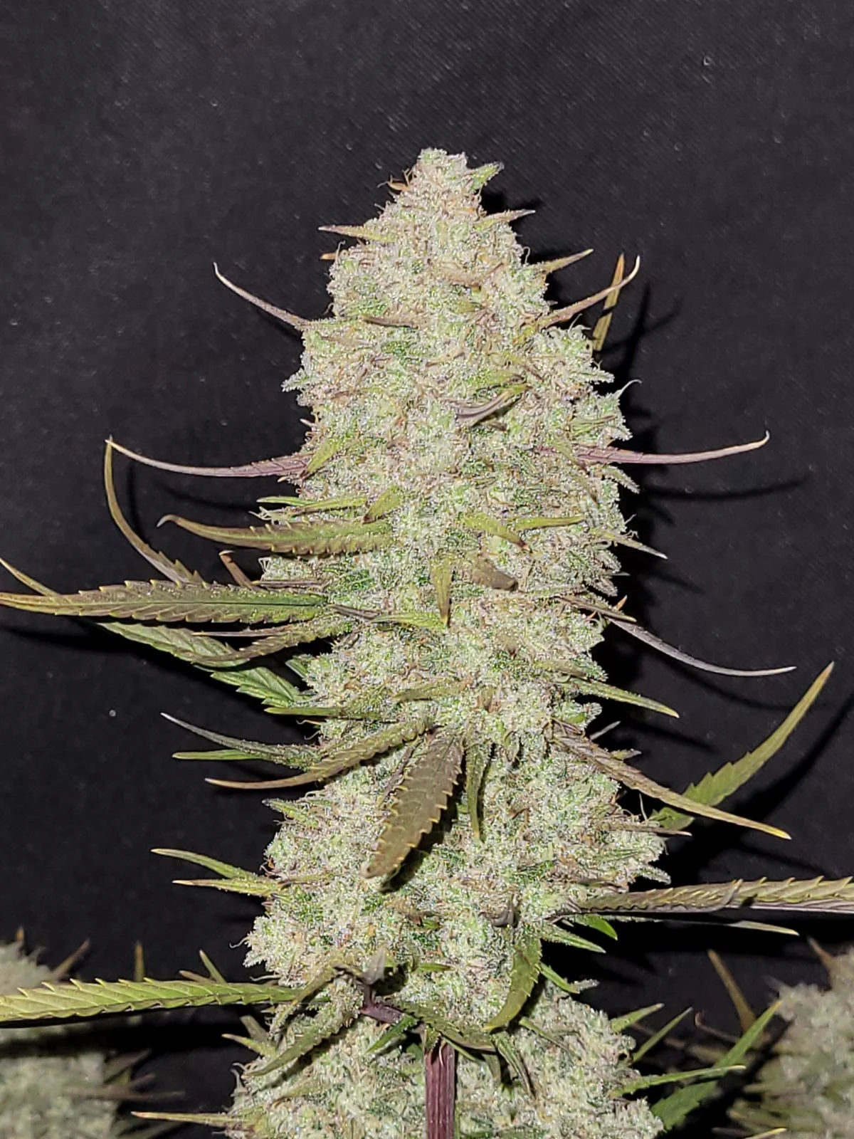Tropicana Cookies Auto - Fast Buds