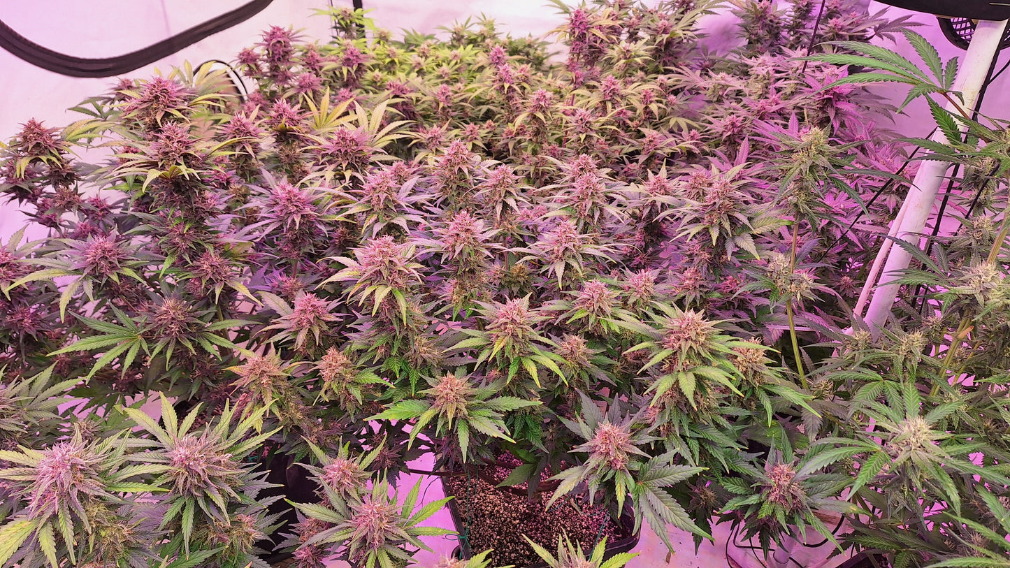 Tropicana Cookies Auto - Fast Buds