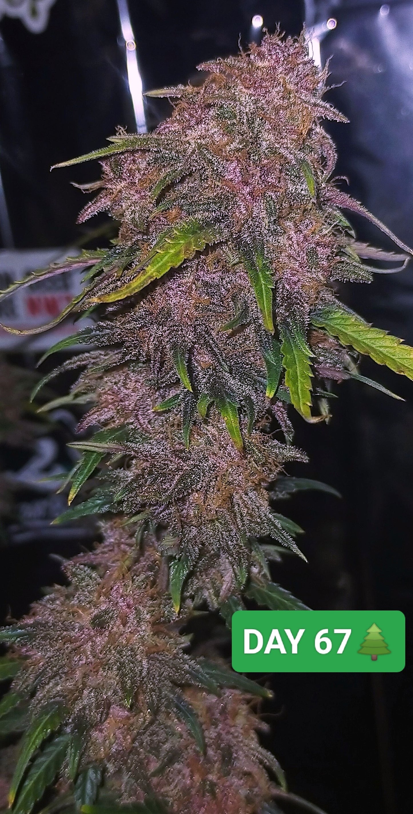 Tropicana Cookies Auto - Fast Buds