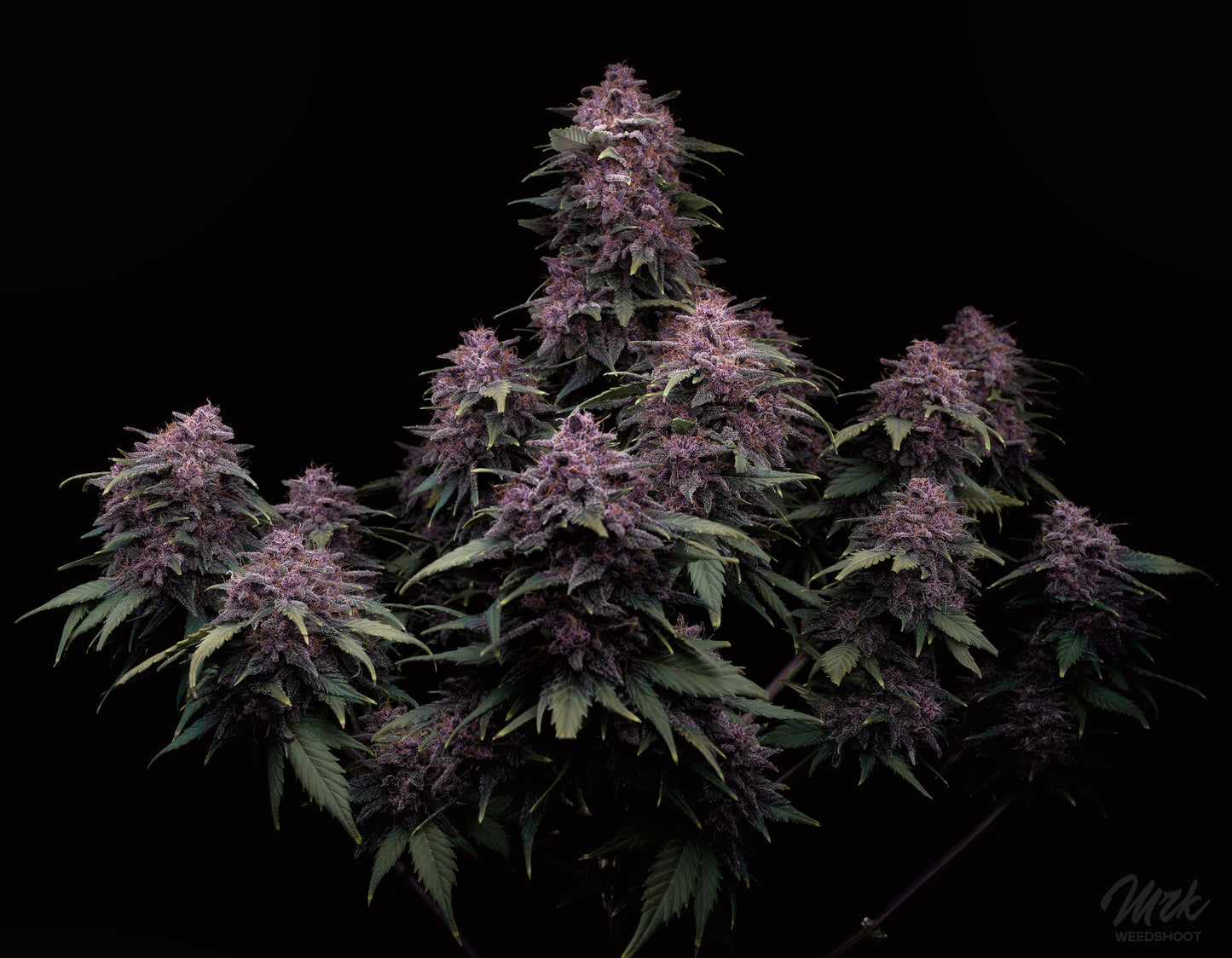 Tropicana Cookies Auto - Fast Buds