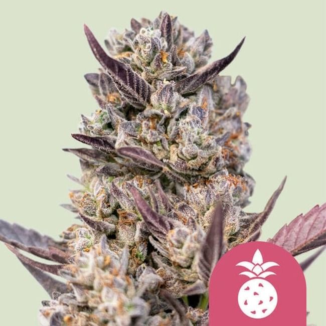 Close-up of a cannabis plant bud with a pink logo in the corner on a light green background
