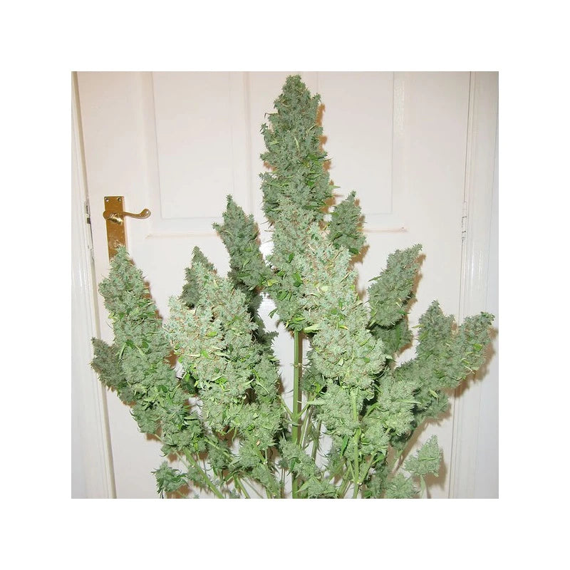 Bunch of green cannabis plants against a white wall