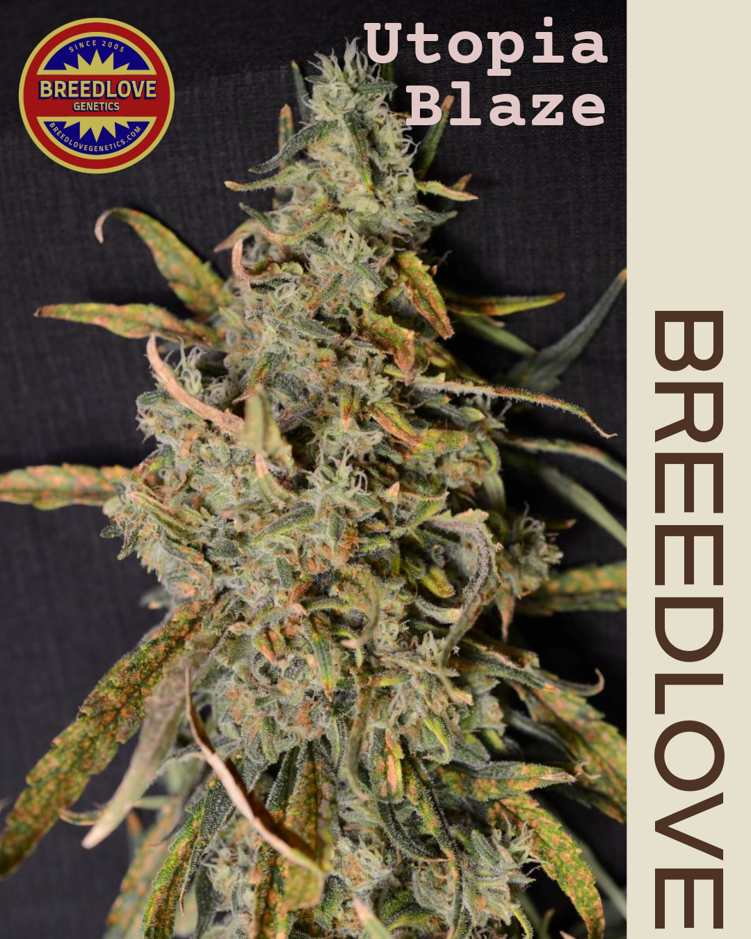 Utopia Blaze - Breedlove Genetics