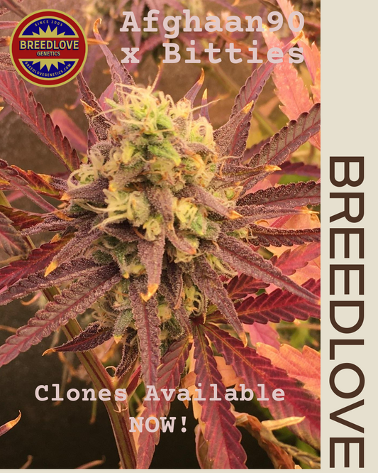 Afghaan90 x Bitties (Bubblegumions) - Breedlove Genetics - Clone