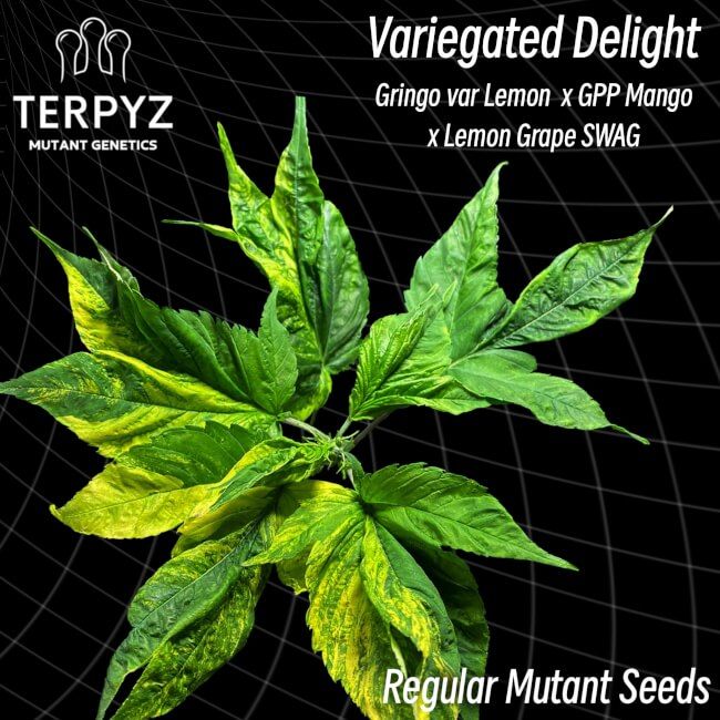Variegated Delight cannabis plant with Terpyz branding on a black background