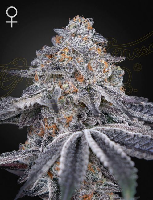 Frosted cannabis plant with a dark background