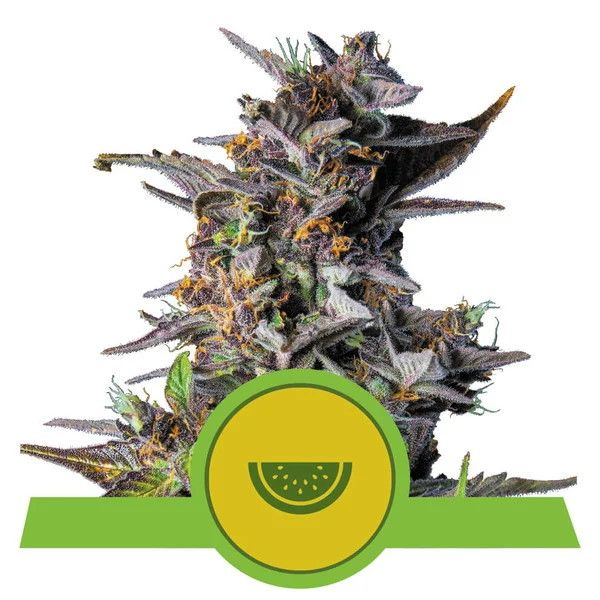Close-up of a cannabis plant with a green logo and banner on a white background