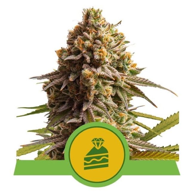 Close-up of a cannabis plant with a green and yellow logo on a white background