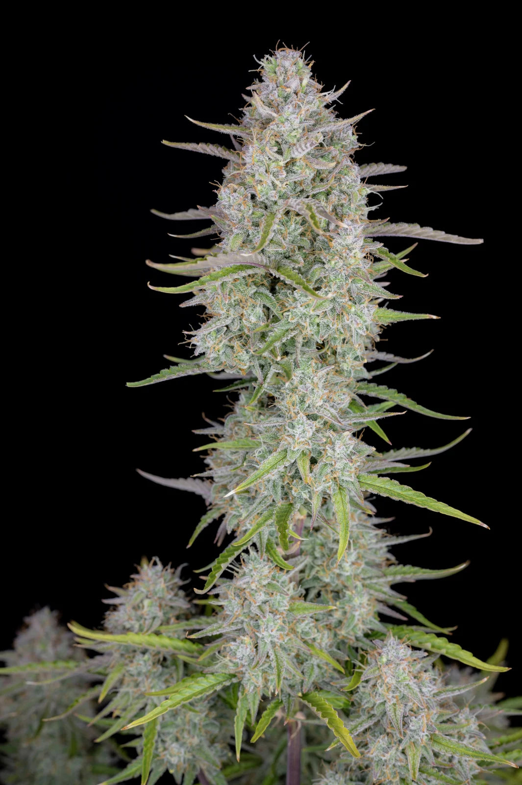 Wedding Cheesecake Auto - Fast Buds