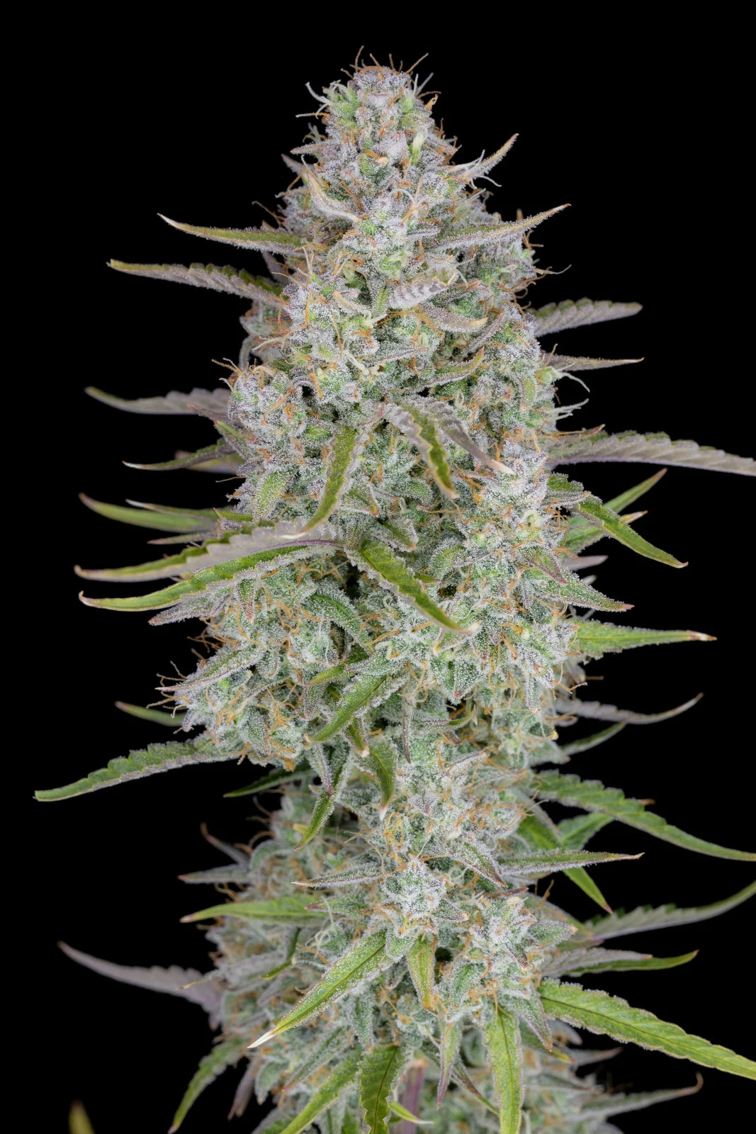 Wedding Cheesecake Auto - Fast Buds