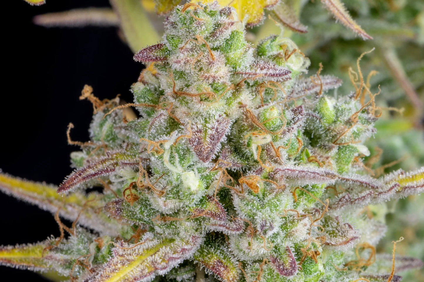 Wedding Cheesecake Auto - Fast Buds