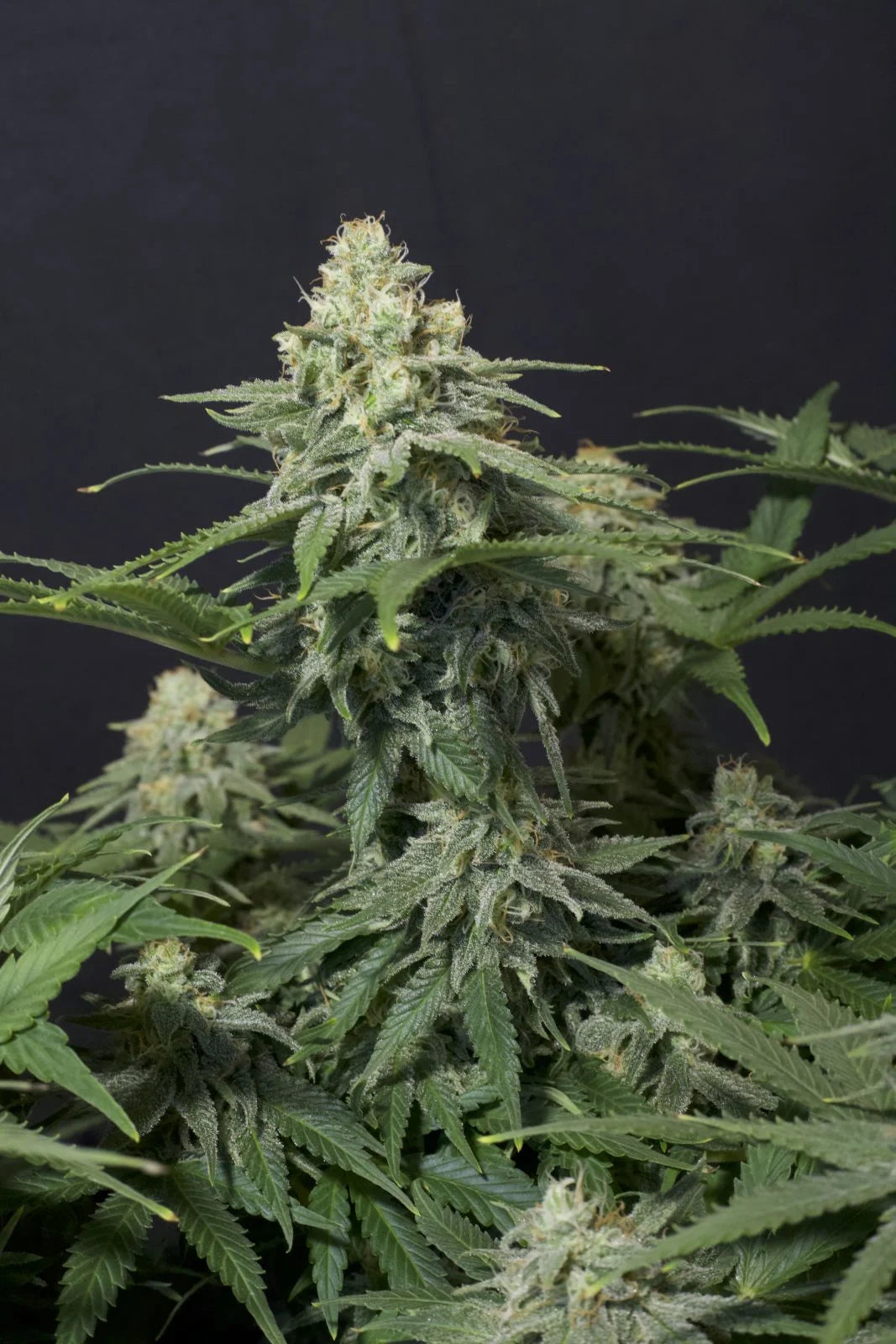 Wedding Cheesecake FF - Fast Buds