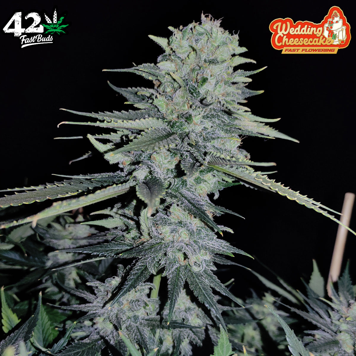 Wedding Cheesecake FF - Fast Buds