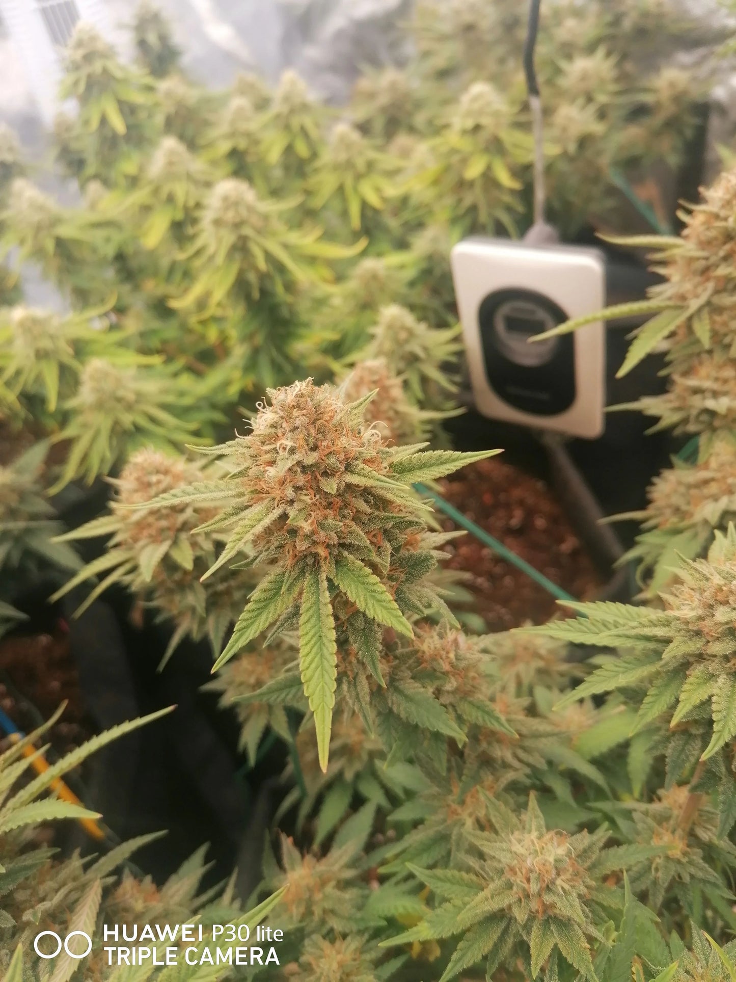 Wedding Cheesecake FF - Fast Buds