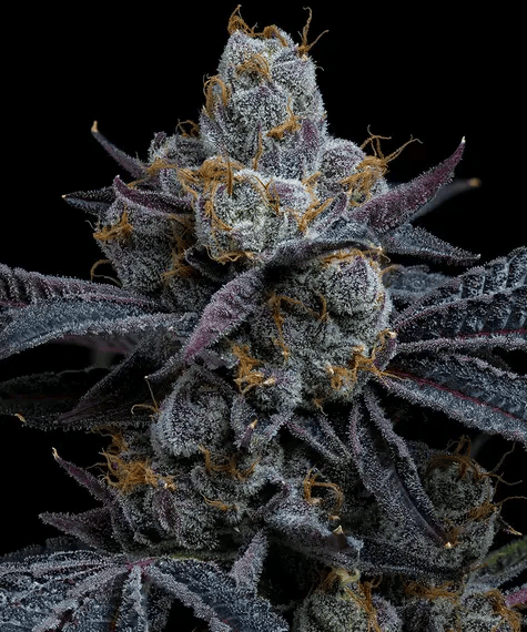 Close-up of a cannabis plant with frosty buds on a black background
