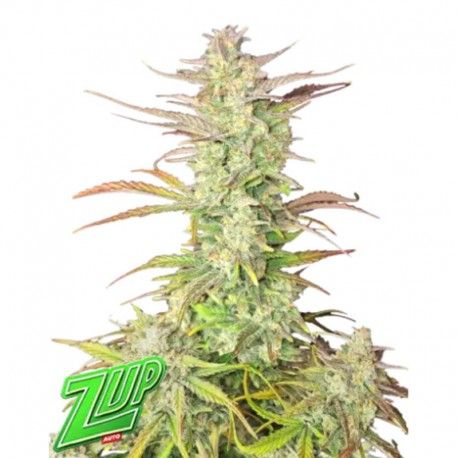 Mature cannabis plant with Zup branding on a white background