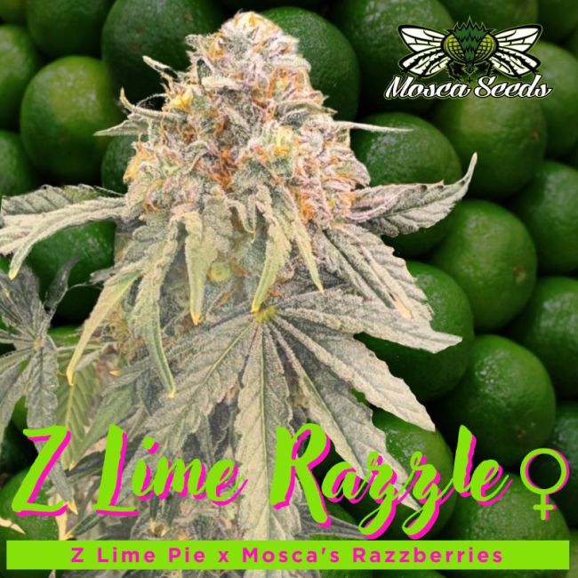 Z Lime Razzle - Mosca Seeds