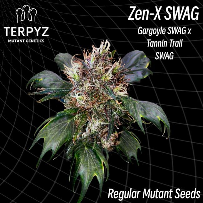 Cannabis plant with 'Zen-X SWAG' branding and genetic information on a black background.