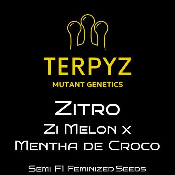 Terpyz Mutant Genetics seed package with Zitro strain details on a black background