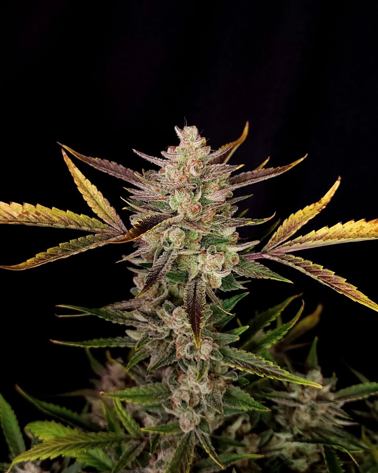 Ztrawberriez Auto - Fast Buds