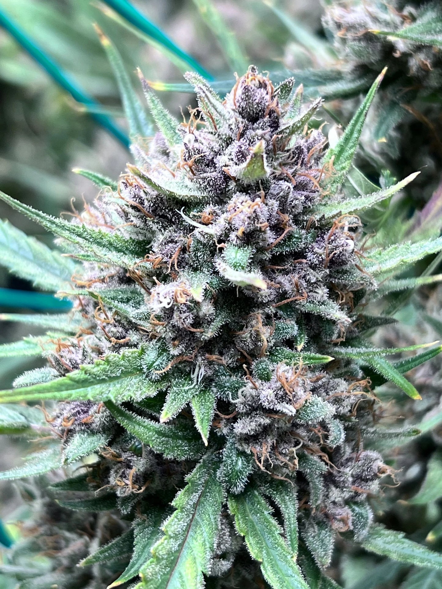 Ztrawberriez Auto - Fast Buds