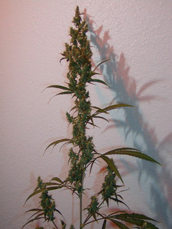 Photo of a tall slender dark green young cola about 5 weeks into flowering.