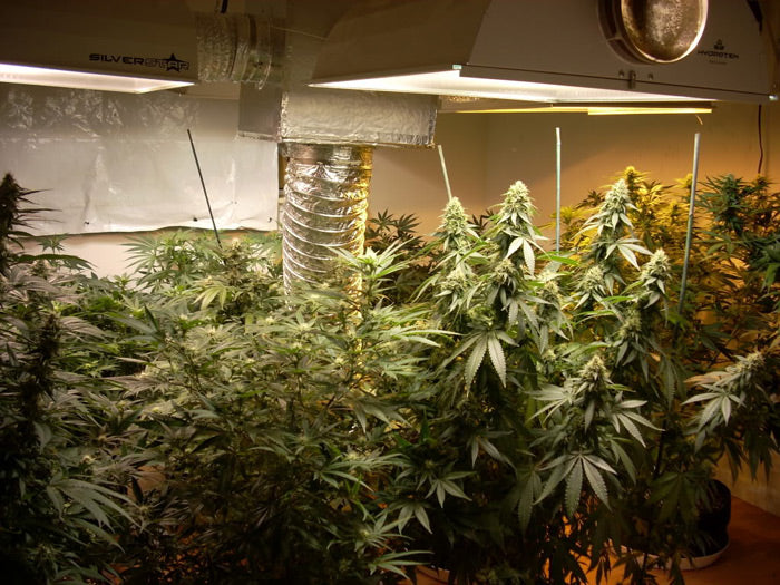 Interior shot of a grow room with light hoods and large mature pot plants in soil planter.