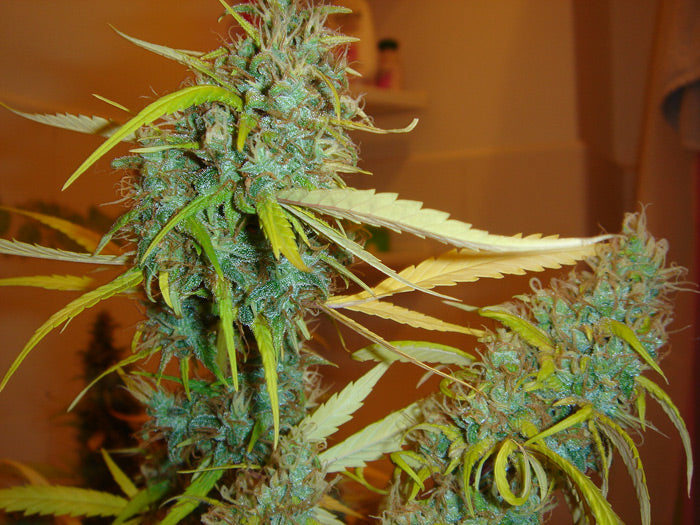 Close up of a super frosty light green bud with yellowing leaves ready for harvest.
