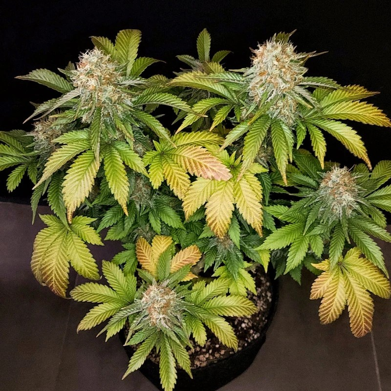 Photo of a small mature plant with several nice colas. The leaves are autumn color.