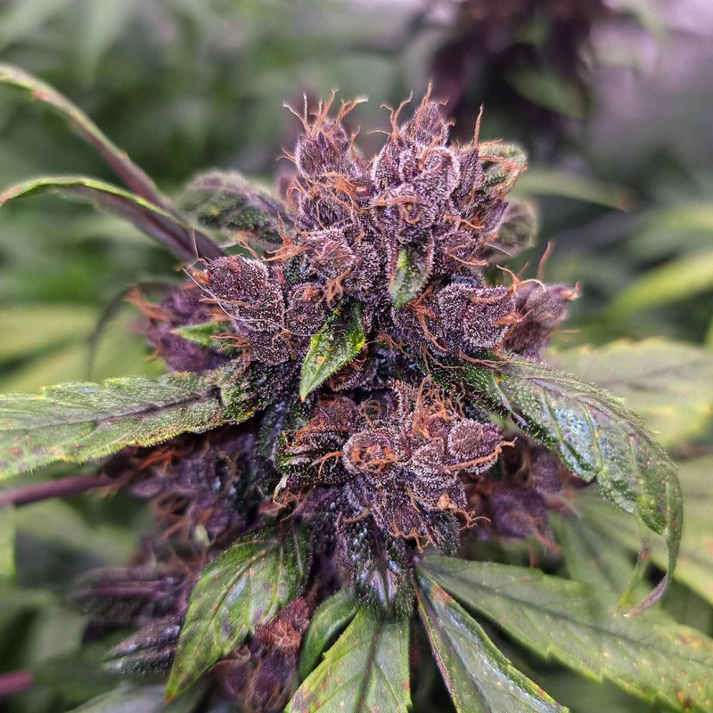 Close-up of a cannabis plant with purple buds and green leaves.
