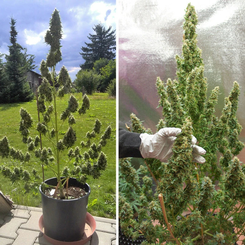 Two images of a potted cannabis plant with a person inspecting it.