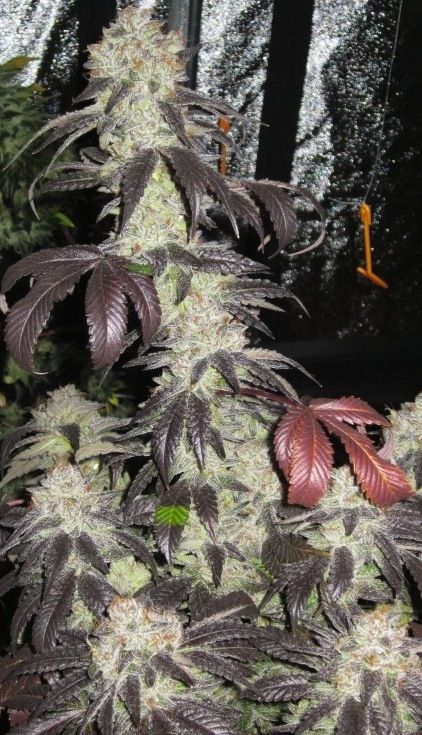 Close up of a large top cola with light green silver buds with dark purple and red leaves.