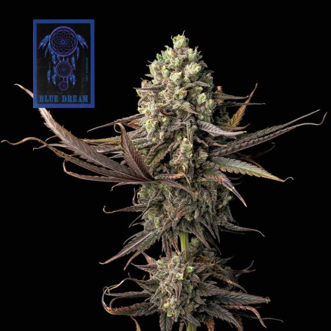 Blue Dream - Seedsman