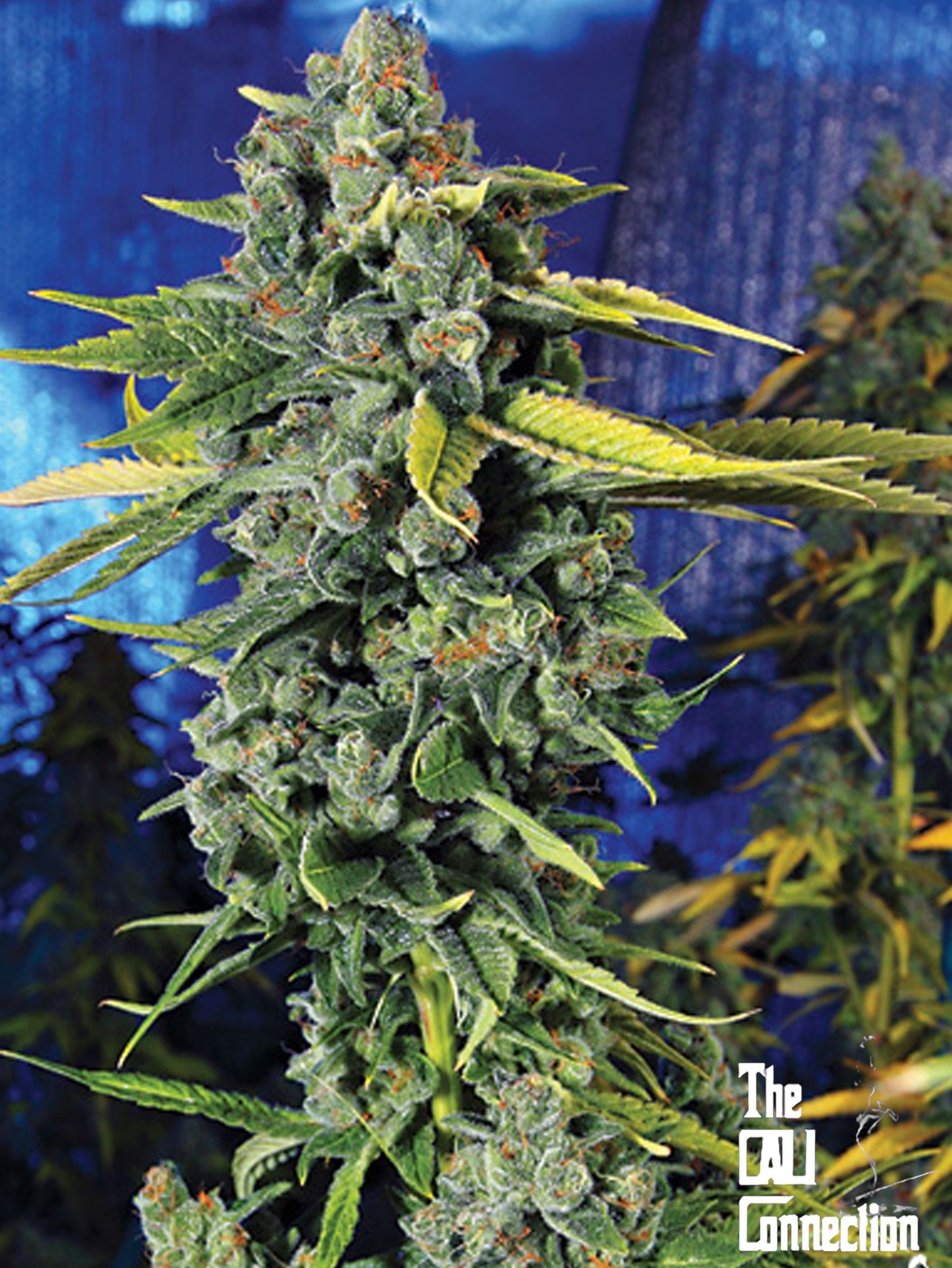 Closeup of a frosty green bud.