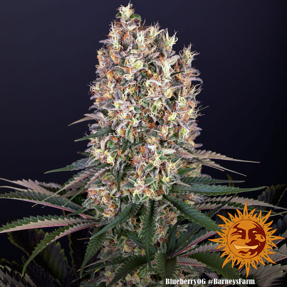 Blueberry OG - Barney's Farm