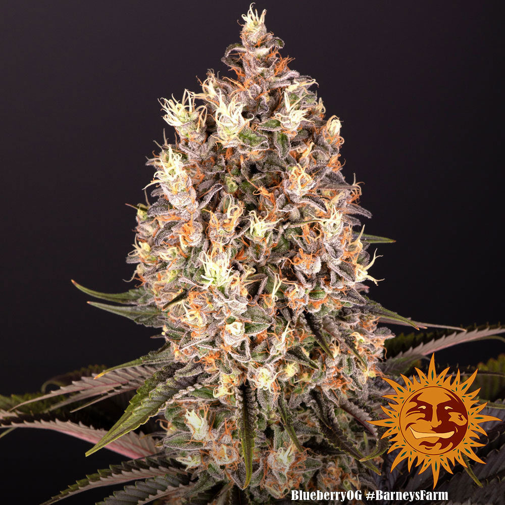 Blueberry OG - Barney's Farm