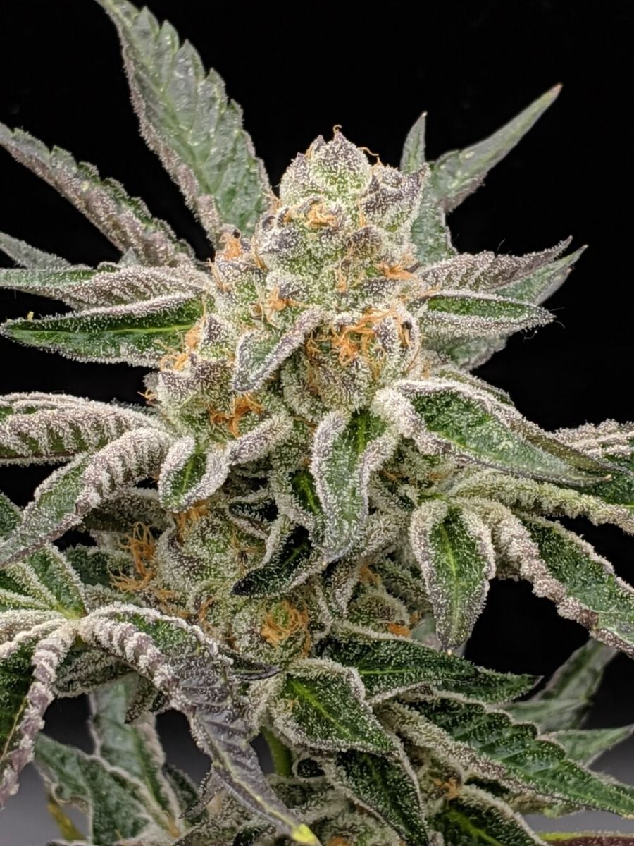 Closeup of a frosty green bud.