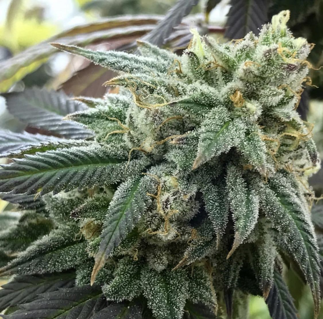 Closeup of a frosty green bud.