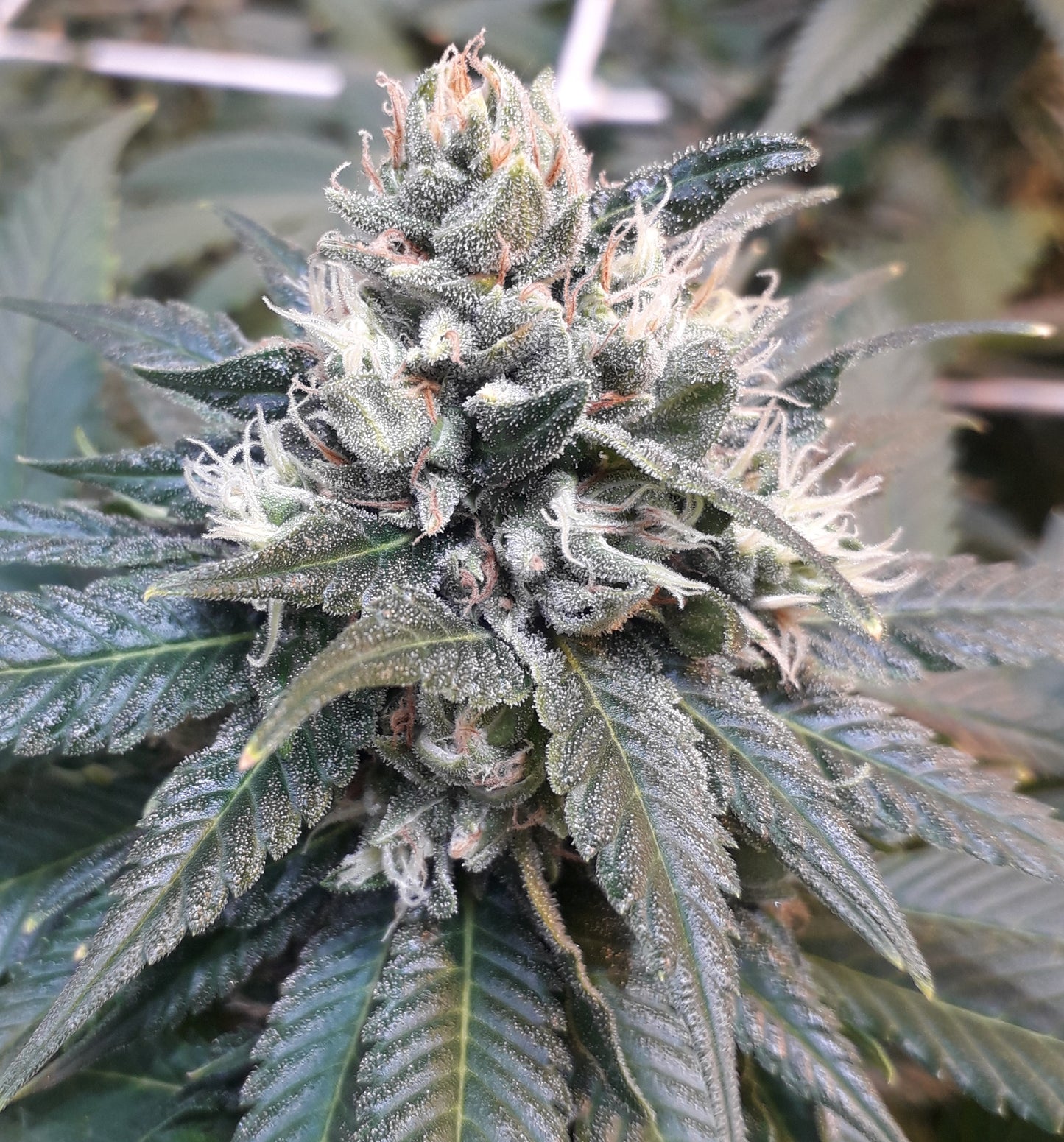 Cider Kush (aka Tom Hill X18) - The Real Seed Company