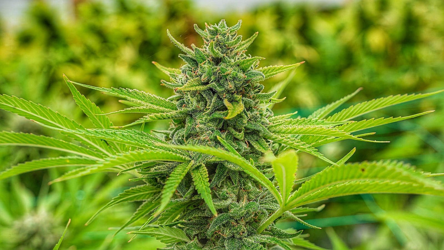 Closeup of a frosty green bud.