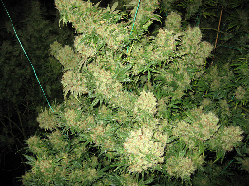 Photo of a healthy mature plant super frosty buds.