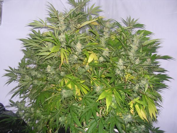 Photo of a healthy green plant with a few yellowing leaves.