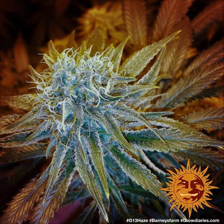 G13 Haze Feminized - Barney's Farm