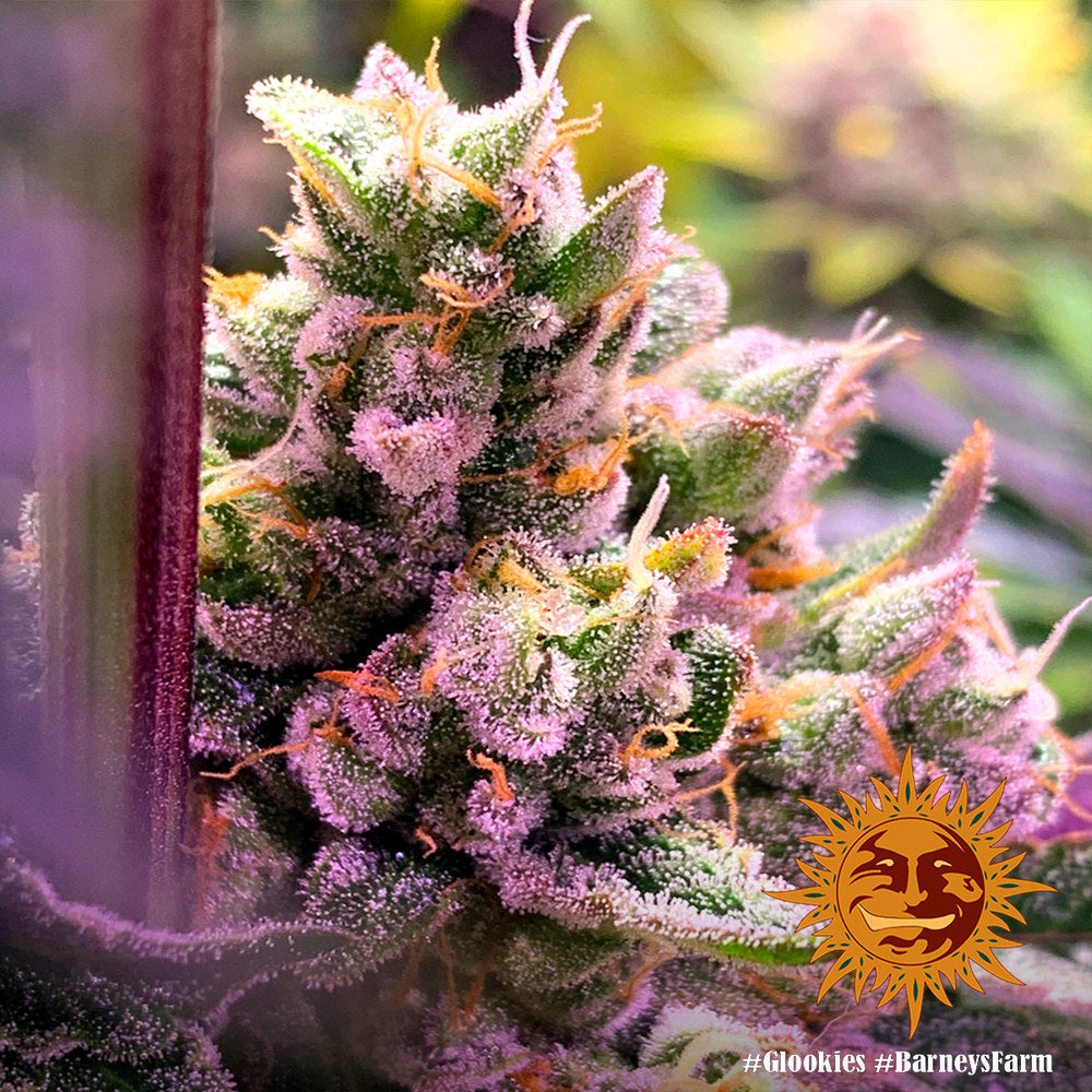 Glookies - Barney's Farm