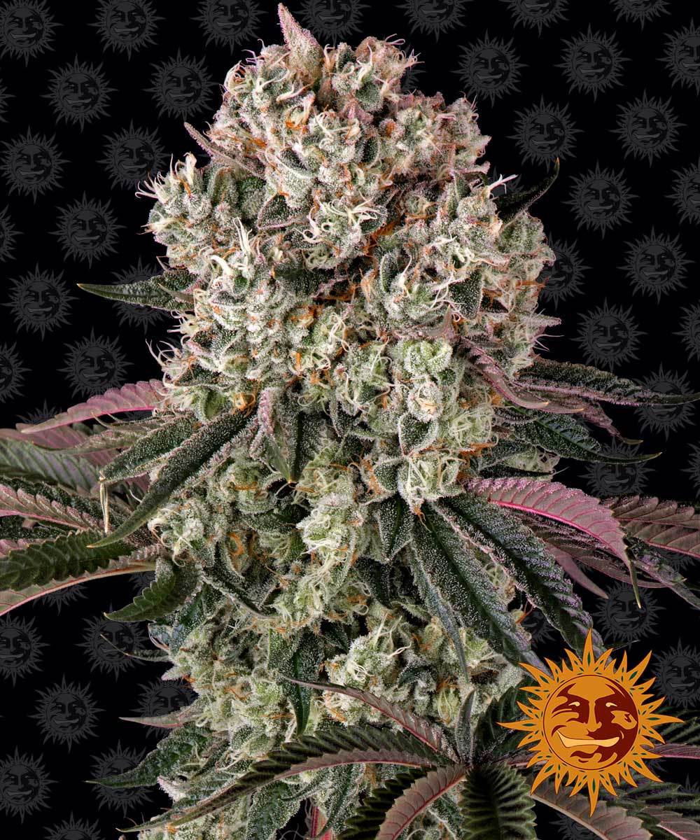 Glookies - Barney's Farm