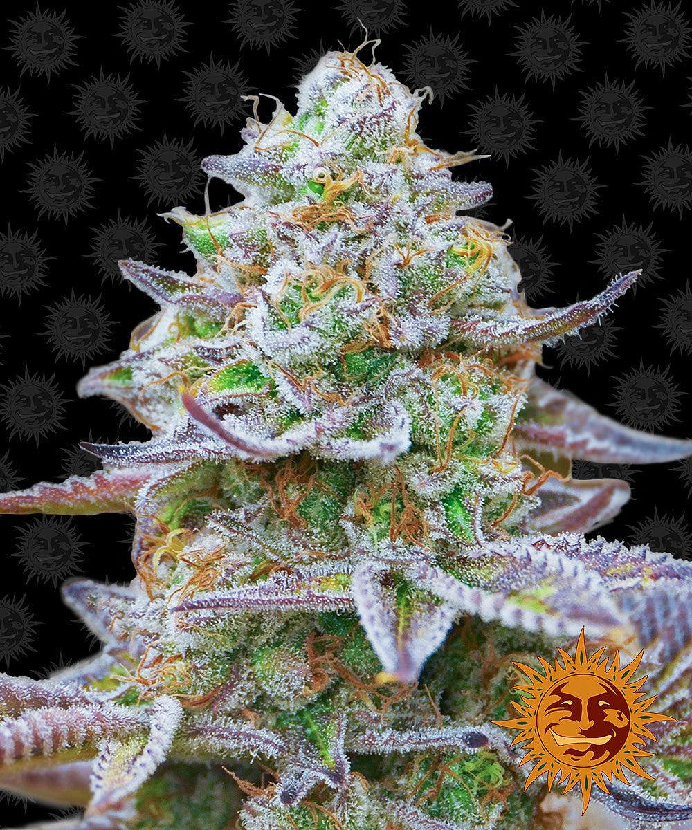 Gorilla Zkittlez - Barneys Farm
