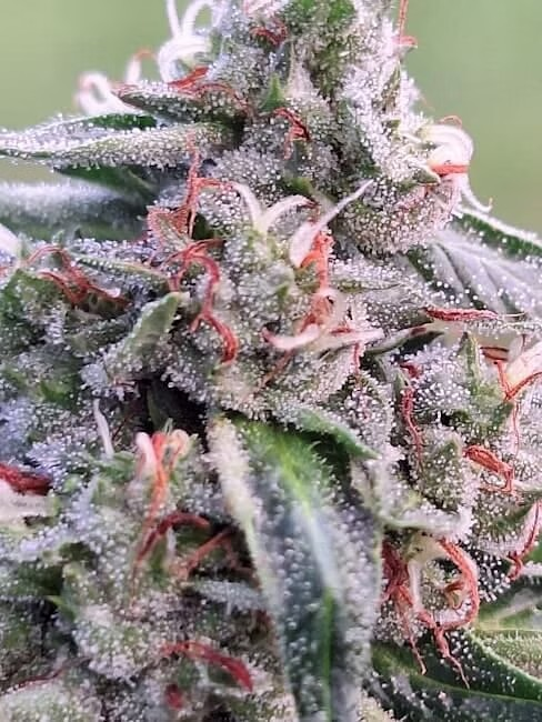 Super close-up of a dense, resinous cannabis bud with vibrant dark green leaves and orange pistils, covered in a glistening layer of trichomes. The bud is showcased against a black background, highlighting its intricate details and frosty appearance, typical of high-quality cannabis strains.
