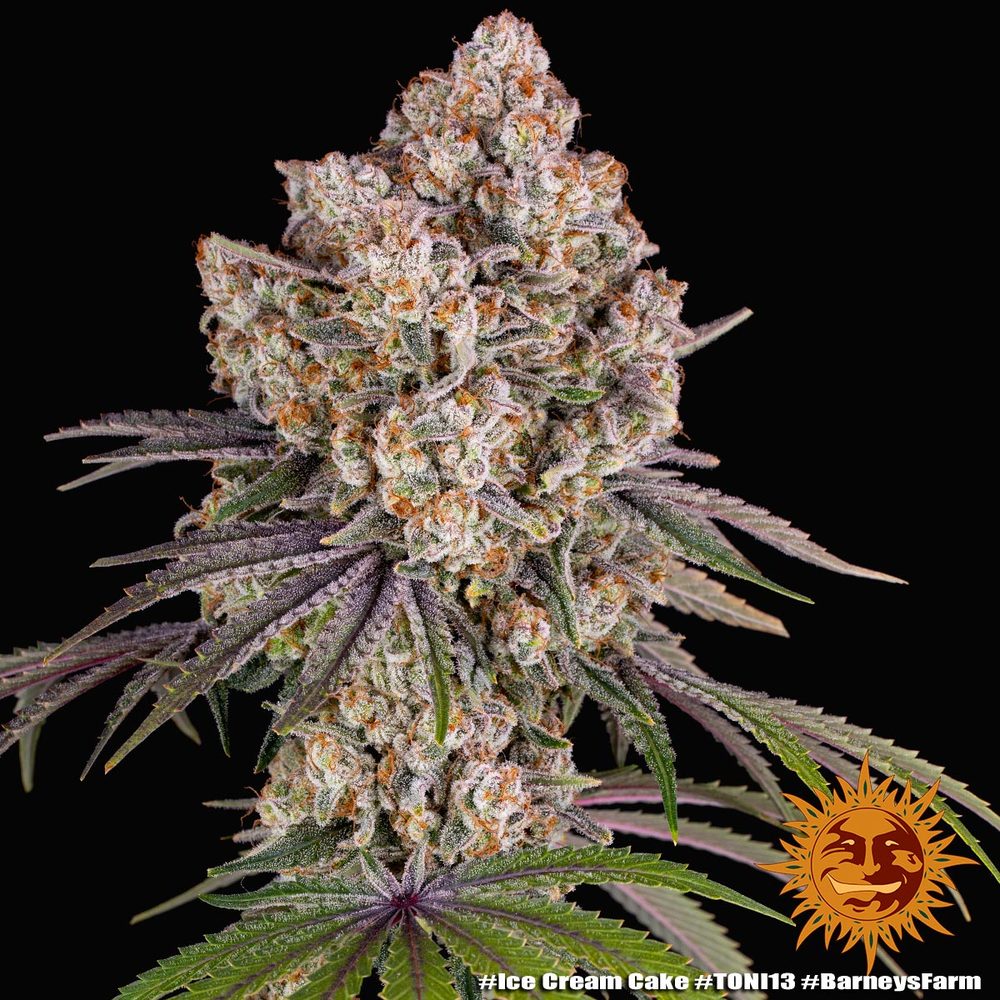 Ice Cream Cake - Barney's Farm