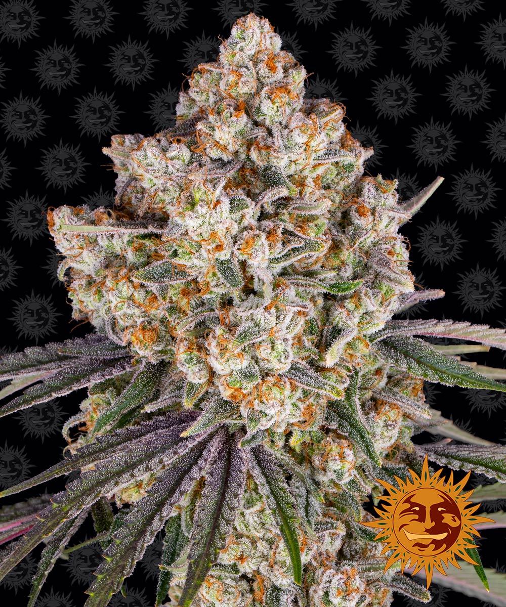 Ice Cream Cake - Barney's Farm
