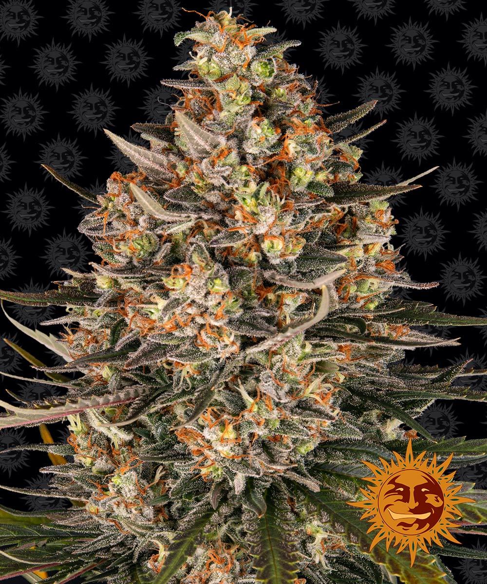 LEMON DRIZZLE - Barney's Farm